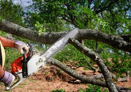 Professional Tree Care Services in Center, TX